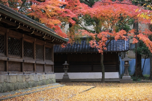1516-１１.12.6上御霊神社東側散り公孫樹と紅葉　横.JPG